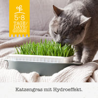 Iarbă pentru pisici GimCat Hydro Grass – semințe de iarbă proaspătă în sol controlat, gata în 5-8 zile – 1 tavă (150 g) 2