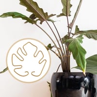 Gosknor 5 darabos Monstera növénytámasz szett, növénytartó karok beltéri növényekhez 7
