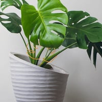 Gosknor 5 darabos Monstera növénytámasz szett, növénytartó karok beltéri növényekhez 4