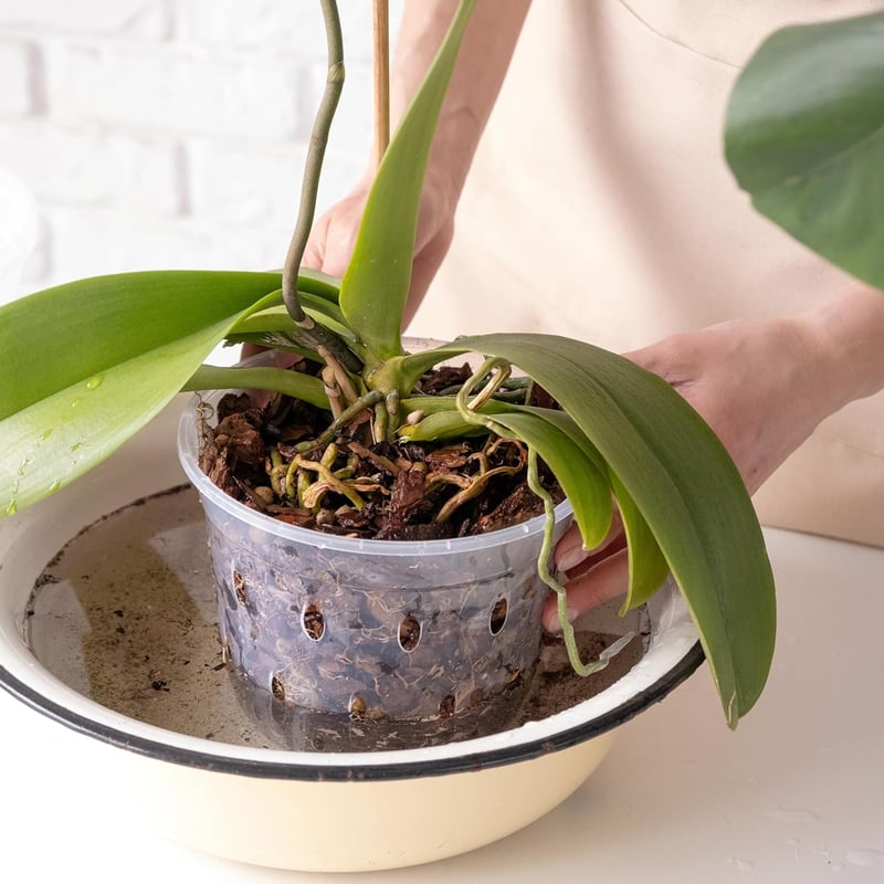 GOTVUGE Orchidea Cserépszett 5 db Átlátszó Lyukacsos Cserép Orchideához