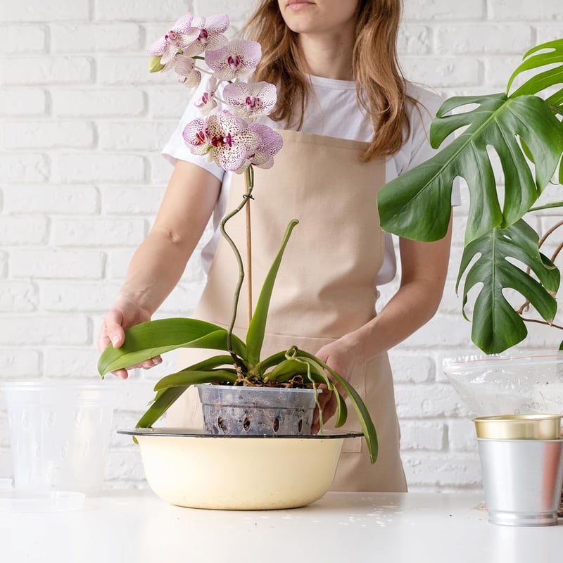 GOTVUGE Orchidea Cserépszett 5 db Átlátszó Lyukacsos Cserép Orchideához