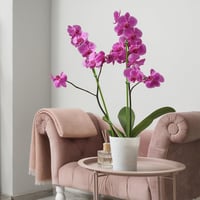 HOUNANG 44,5 cm Növénytámasz 20 db Zöld Műanyag Fém Orchidea Karó Kültéri Beltéri 5
