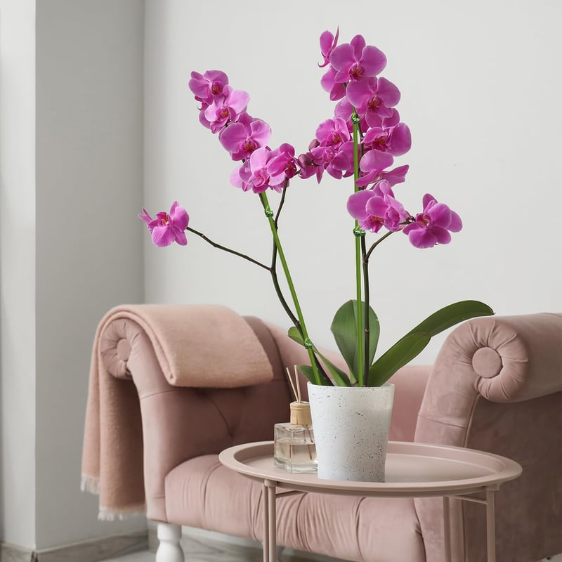 HOUNANG 44,5 cm Növénytámasz 20 db Zöld Műanyag Fém Orchidea Karó Kültéri Beltéri