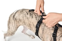 Ham pentru câini HUNTER Vario Rapid cu închidere de siguranță anti-panică și chinstrap suplimentar, anti-evadare, reglabil, poate fi utilizat și ca ham în formă de Y, negru, mărimea S-M 5