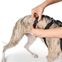 Ham pentru câini HUNTER Vario Rapid cu închidere de siguranță anti-panică și chinstrap suplimentar, anti-evadare, reglabil, poate fi utilizat și ca ham în formă de Y, negru, mărimea S-M 8