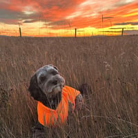 Vestă din fleece Jacko & Co pentru câini și pisici - Moale, ușoară, respirabilă, portocalie, mărimea XXL (10,8-15,9 kg), îmbrăcăminte pentru toamnă/iarnă 7