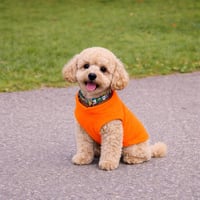 Vestă din fleece Jacko & Co pentru câini și pisici - Moale, ușoară, respirabilă, portocalie, mărimea XXL (10,8-15,9 kg), îmbrăcăminte pentru toamnă/iarnă 5