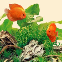 Juwel Aquarium 86824 LED Nature žiarivka do akvária 590 mm 3