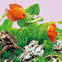 LED osvetlenie Juwel Aquarium Colour 895 mm, kompatibilné s MultiLux LED pre 100 cm akvárium 2