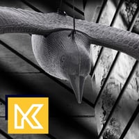 KADAX 2 db Fekete Hollóalak Madárriasztó Galamb és Varjú Elleni Félelmet Keltő Figura 10