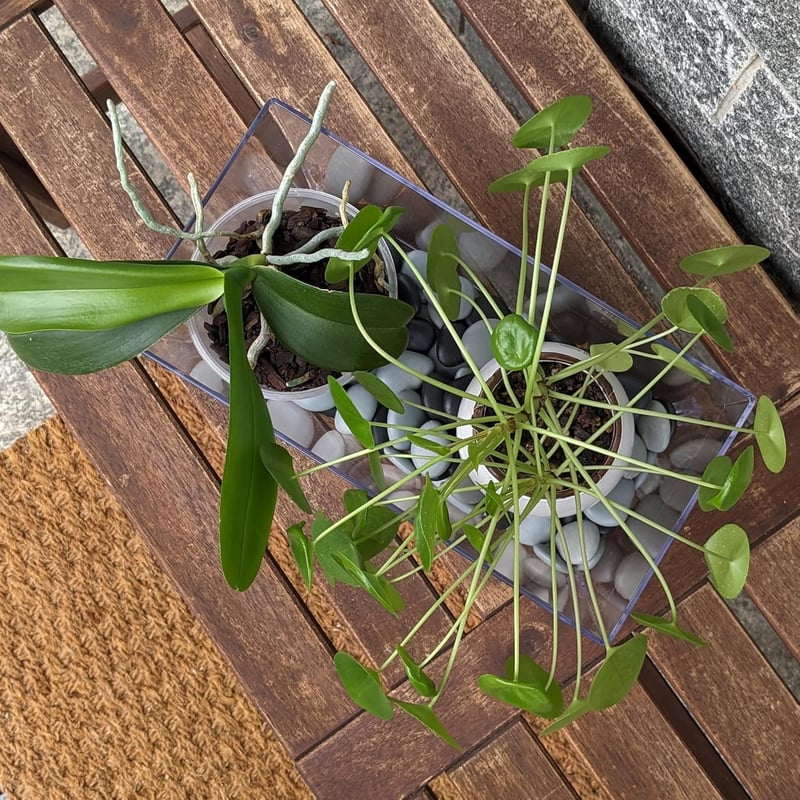 Kalapanta Téglalap Virágcserép 30x15x14cm Átlátszó Recycled Műanyag