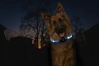 Zgardă LED Karlie Visio Light pentru câini cu păr lung - mărimea L 65x2,5 cm - Albastru 6