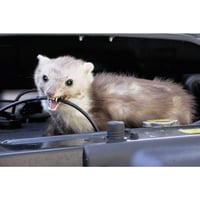 Kemo FG022 mobilni ultrazvučni uređaj za tjeranje kuna s visokofrekventnom tehnologijom za automobile, garaže i kuće – zaštita od miševa i glodavaca 3