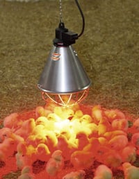 Kerbl infravörös hőlámpa szett reflektorral és védőráccsal - 250 W 4