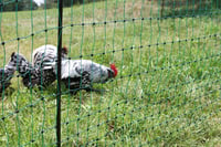 Kerbl Hobbyfarming PoultryNet hydinová sieť, výška 106 cm, dĺžka 50 m, zelená, 15 kolíkov, bez prúdu, s dvojitým hrotom, pre sliepky, husi, morky 3