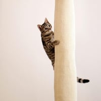 Sac de cățărat pentru pisici Kerbl Pet Climber – un culcuș confortabil și sigur pentru pisici 4