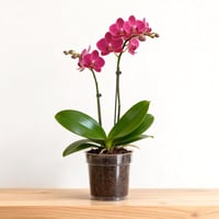 KINGLAKE 11,5 cm Orchidea Cserép Szett 6 db Átlátszó Műanyag Virágcserép Lecsapolónyílással 7