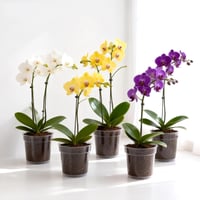 KINGLAKE 11,5 cm Orchidea Cserép Szett 6 db Átlátszó Műanyag Virágcserép Lecsapolónyílással 5