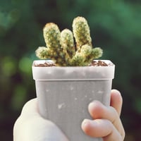 KINGLAKE 24 db 7 cm-es négyzet virágcserép tálcával, műanyag mini cserepe szukkulentz és magvetéshez 8
