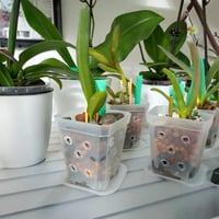 KINGLAKE 24 db 7 cm-es négyzet virágcserép tálcával, műanyag mini cserepe szukkulentz és magvetéshez 6