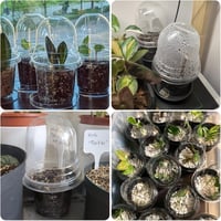 Tăviță pentru înmulțire KINGLAKE cu capac 10 cm, negru - 32 buc 7