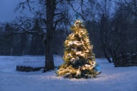 Konstsmide Micro LED svjetleći grm vanjski 2016 jantarnih dioda 8 funkcija memorija crni kabel 36V transformator 3866-800 4
