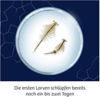 Kosmos Fun Science Vedecká súprava s žiabronôžkami pre deti od 8 rokov – Žiabronôžky, vajíčka a krmivo, kompletná štartovacia súprava 4