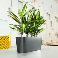 Lechuza Antracit Fémes Virágcserép - Modern Dekoratív Kaspó - 10, Anthracite Metallic, table vessel 8