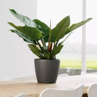 Samozavlažovací kvetináč Lechuza Classico LS 28, kompletná súprava – antracitová metalíza, 28 cm 2