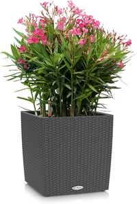 LECHUZA CUBE Cottage 50 Granit Önöntözős Virágcserép - 49 x 49 x 49.5 cm, Grey, Cottage 2