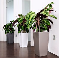 Lechuza CUBICO Color 40 önöntöző virágcserép szett - Muskat szín, 40 cm, belső tartállyal 6