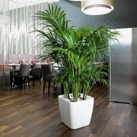 Lechuza Quadro Premium LS 50 önöntöző virágcserép - Taupe magasfényű, 50 cm, beltéri növénytartó 9