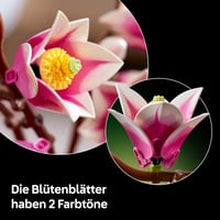 LEGO Botanicals Magnóliové konáre 11510 – Kvetinová dekoratívna stavebnica pre dospelých – 5 umelých kvetov na skrášlenie obývačky alebo spálne – Kreatívne 4
