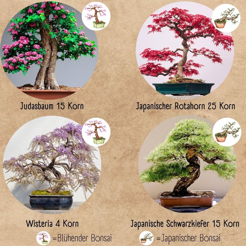 Loveplants Bonsai Kezdőcsomag - 4 Ritka Bonsai Mag Fenntartható Nélkül Műanyag