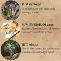 Loveplants Bonsai Kezdőcsomag - 4 Ritka Bonsai Mag Fenntartható Nélkül Műanyag 6