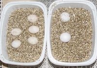 Lucky Reptile Vermiculite supstrat za inkubaciju jaja gmazova – pakiranje od 5 litara 2