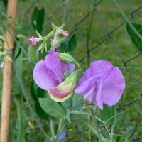 Magic Garden Seeds mirisni grašak 'Lady Grisel Hamilton' (Lathyrus odoratus) - lavanda plavi cvjetovi, intenzivan miris, pogodan za rezanje 3