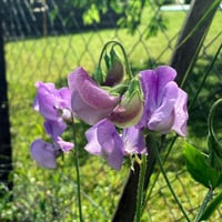Magic Garden Seeds mirisni grašak 'Lady Grisel Hamilton' (Lathyrus odoratus) - lavanda plavi cvjetovi, intenzivan miris, pogodan za rezanje 6