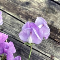 Magic Garden Seeds mirisni grašak 'Lady Grisel Hamilton' (Lathyrus odoratus) - lavanda plavi cvjetovi, intenzivan miris, pogodan za rezanje 5