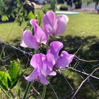 Magic Garden Seeds mirisni grašak 'Lady Grisel Hamilton' (Lathyrus odoratus) - lavanda plavi cvjetovi, intenzivan miris, pogodan za rezanje 7
