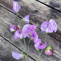 Magic Garden Seeds mirisni grašak 'Lady Grisel Hamilton' (Lathyrus odoratus) - lavanda plavi cvjetovi, intenzivan miris, pogodan za rezanje 4