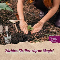Magic Garden Seeds mirisni grašak 'Lady Grisel Hamilton' (Lathyrus odoratus) - lavanda plavi cvjetovi, intenzivan miris, pogodan za rezanje 8