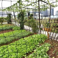 MAILEKT Madárvédő Háló Fekete 5x5cm Szem 5m x 10m Tartós Növényvédelem 4