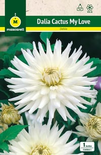Čarolija dalija: 1x lukovica kaktus dalije + čelična gredica + 25x kutni priključak 2