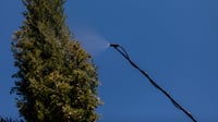 Matabi teleskopska mlaznica 5,4 m od staklenih vlakana, crna, za vrt i čišćenje krovova, kompatibilna s većinom prskalica 2