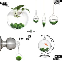 Mossball shop 21 db Marimo Moha Golyó Akvárium Növény Díszítő Vízi Növény Cladophora Aegagropila 1-2 cm Valódi Moha Labda 4