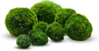 Mossball shop 21 db Marimo Moha Golyó Akvárium Növény Díszítő Vízi Növény Cladophora Aegagropila 1-2 cm Valódi Moha Labda 1