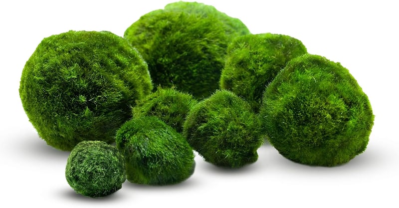 Mossball shop 21 db Marimo Moha Golyó Akvárium Növény Díszítő Vízi Növény Cladophora Aegagropila 1-2 cm Valódi Moha Labda