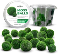 Mossball shop 21 db Marimo Moha Golyó Akvárium Növény Díszítő Vízi Növény Cladophora Aegagropila 1-2 cm Valódi Moha Labda 2