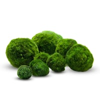 Mossball shop 21 kom Marimo mahovina kugla akvarijska biljka ukrasna vodena biljka Cladophora Aegagropila 1-2 cm prava mahovina lopta 1